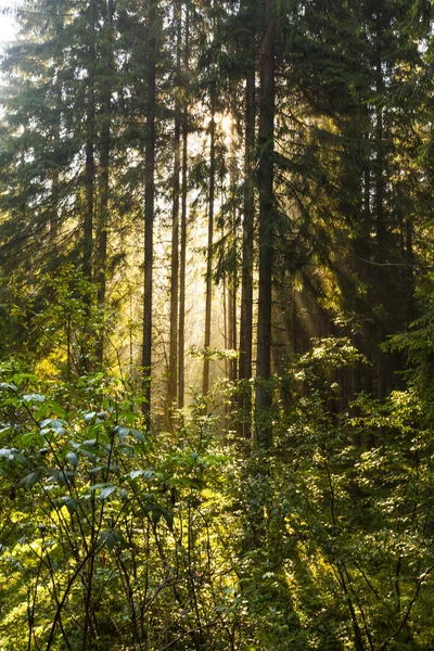 Hermosa Luz Mañana Bosque Abetos Las Montañas — Foto de Stock