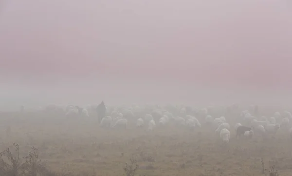 Stádo Ovcí Odlehlé Venkovské Oblasti Mlhavém Podzimní Den — Stock fotografie