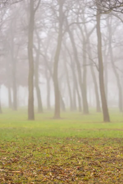 Giornata Autunnale Nel Parco Città Con Nebbia Nebbia Sagome Carrube — Foto Stock