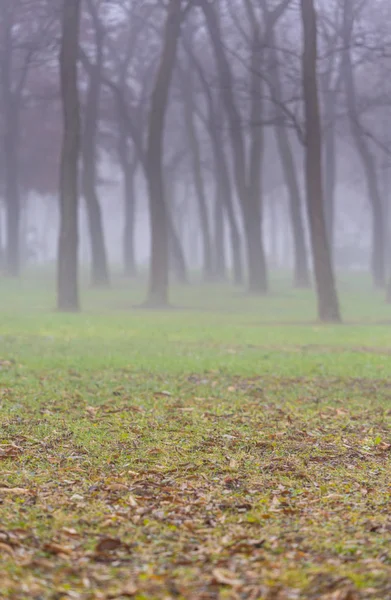 Giornata Autunnale Nel Parco Città Con Nebbia Nebbia Sagome Carrube — Foto Stock