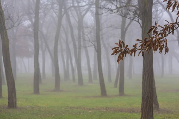 Autumn day in the park, in a city, with fog and mist, and locust tree silhouettes