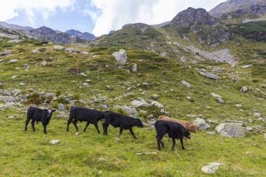 Romanya Alpleri 'nde yaz mevsiminde, uzak ve vahşi bir yerde muhteşem bir manzara.