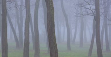 Güzel sonbahar manzarası, sis ve sis, şehirde, ve ağaç siluetleri