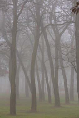 Güzel sonbahar manzarası, sis ve sis, şehirde, ve ağaç siluetleri
