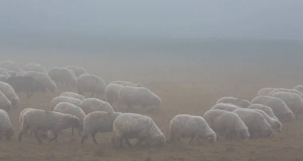 Manada Ovejas Zonas Rurales Remotas Día Nublado Otoño — Foto de Stock