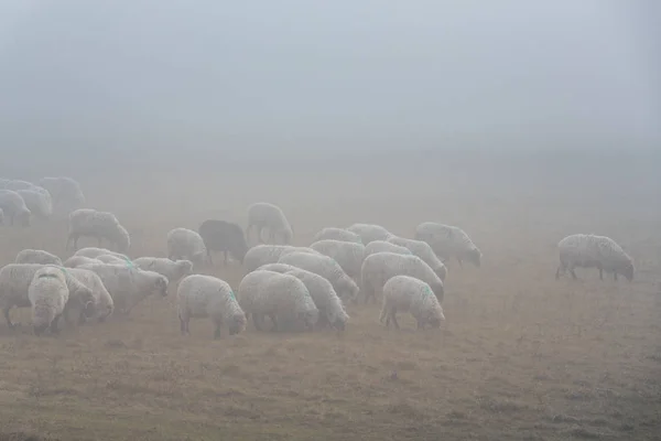 Flock Juh Távoli Vidéki Területen Ködös Őszi Napon — Stock Fotó