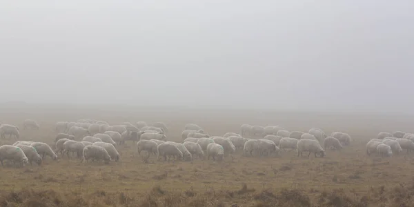 Flock Får Avlägset Landsbygdsområde Dimmig Höst Dag — Stockfoto