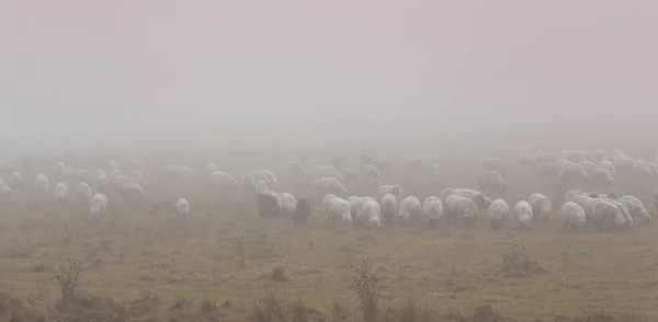 Flock Får Avlägset Landsbygdsområde Dimmig Höst Dag — Stockfoto