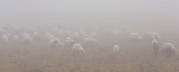Зграя Овець Віддаленій Сільській Місцевості Туманний Осінній День — стокове фото