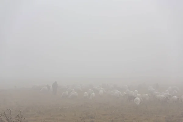 Stádo Ovcí Odlehlé Venkovské Oblasti Mlhavém Podzimní Den — Stock fotografie