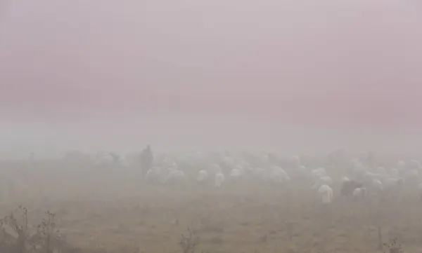 Flock Får Avlägset Landsbygdsområde Dimmig Höst Dag — Stockfoto