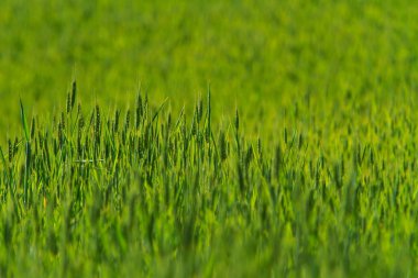 Doğu Avrupa 'nın kırsal kesimindeki bir tarımda arpa tarlaları