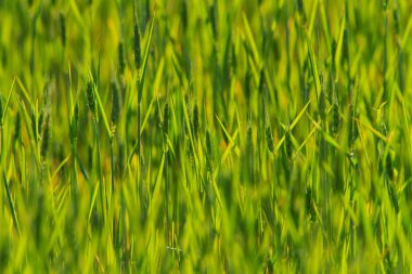 Doğu Avrupa 'nın kırsal kesimindeki bir tarımda arpa tarlaları