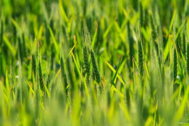 Doğu Avrupa 'nın kırsal kesimindeki bir tarımda arpa tarlaları
