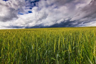 Summer scenery with dramatic storm clouds and rural fields