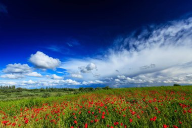 Yazın güzel kırsal alanlar vahşi kırmızı gelincik çiçekleri ve dramatik fırtına bulutları