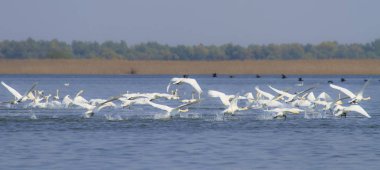 Tuna Deltası 'nda, uzaktan korunan bir ekosistemde uçan beyaz kuğular.