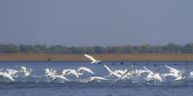Tuna Deltası 'nda, uzaktan korunan bir ekosistemde uçan beyaz kuğular.