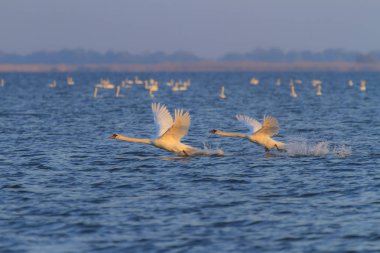 Tuna Deltası 'nda günbatımında uçan güzel kuğular ve vahşi yaşam