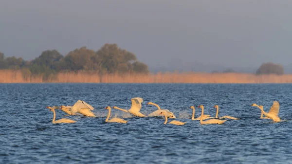 White Great Pelicans Sunrise Lake Danube Delta Romania — Stok fotoğraf