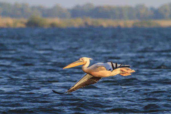 White Great Pelicans Sunrise Lake Danube Delta Romania — Stockfoto