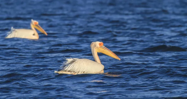 White Great Pelicans Sunrise Lake Danube Delta Romania — Fotografia de Stock