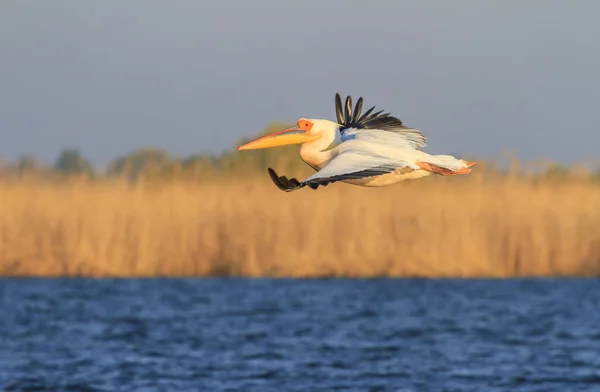 White Great Pelicans Sunrise Lake Danube Delta Romania — Foto de Stock