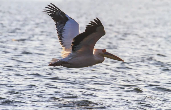 White Great Pelicans Sunrise Lake Danube Delta Romania — Foto de Stock