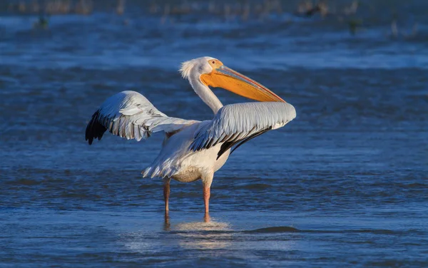 White Great Pelicans Sunrise Lake Danube Delta Romania — Fotografia de Stock