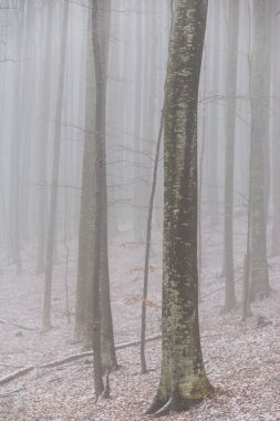 Huş ağacı ormanında güzel bir sonbahar manzarası, sisli ve buzlu.