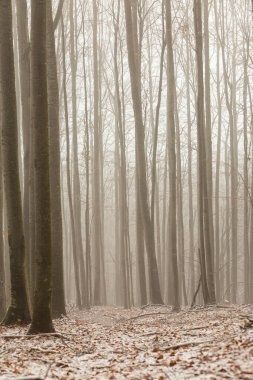 Huş ağacı ormanında güzel bir sonbahar manzarası, sisli ve buzlu.