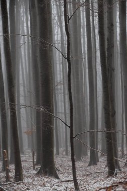 Huş ağacı ormanında güzel bir sonbahar manzarası, sisli ve buzlu.