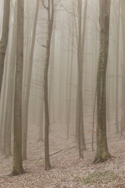 Huş ağacı ormanında güzel bir sonbahar manzarası, sisli ve buzlu.