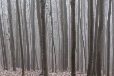 Huş ağacı ormanında güzel bir sonbahar manzarası, sisli ve buzlu.