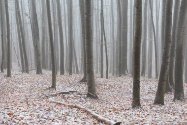 Huş ağacı ormanında güzel bir sonbahar manzarası, sisli ve buzlu.