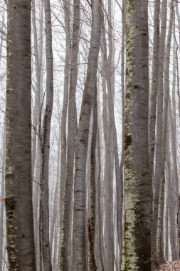 Huş ağacı ormanında güzel bir sonbahar manzarası, sisli ve buzlu.