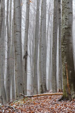 Huş ağacı ormanında güzel bir sonbahar manzarası, sisli ve buzlu.