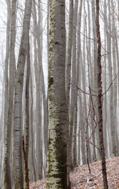 Huş ağacı ormanında güzel bir sonbahar manzarası, sisli ve buzlu.