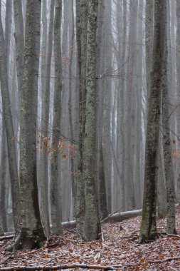 Huş ağacı ormanında güzel bir sonbahar manzarası, sisli ve buzlu.