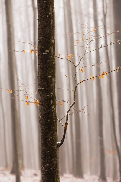 Gyönyörű Őszi Táj Nyírfa Erdőben Köd Fagy — Stock Fotó
