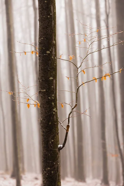 Prachtig Herfstlandschap Een Berkenbos Met Mist Vorst — Stockfoto