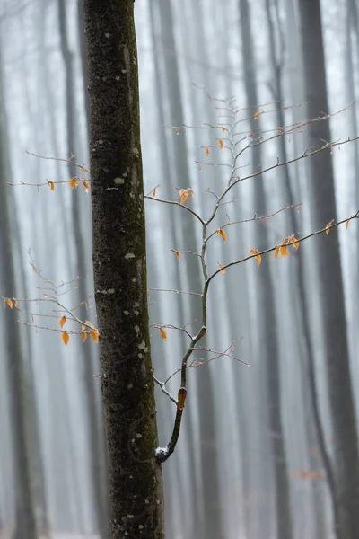 Prachtig Herfstlandschap Een Berkenbos Met Mist Vorst — Stockfoto