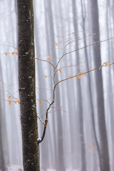 Prachtig Herfstlandschap Een Berkenbos Met Mist Vorst — Stockfoto