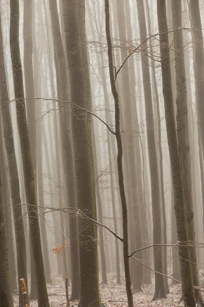Huş ağacı ormanında güzel bir sonbahar manzarası, sisli ve buzlu.