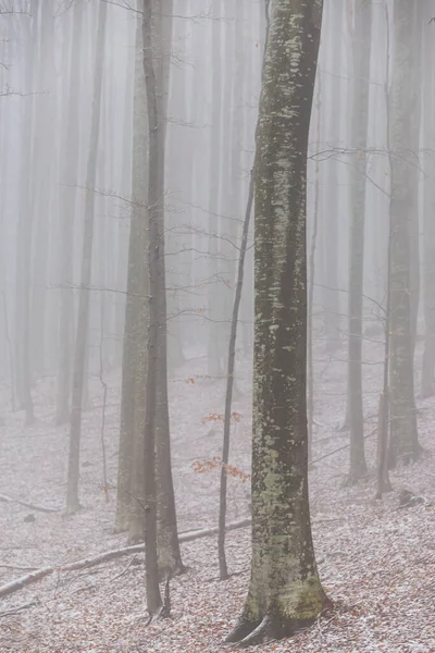 Huş ağacı ormanında güzel bir sonbahar manzarası, sisli ve buzlu.