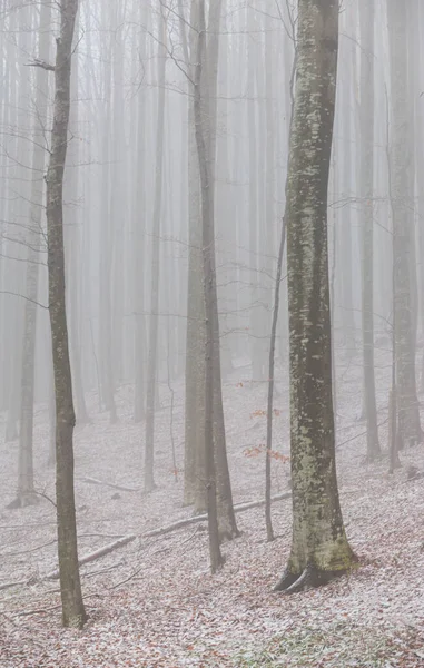 Красивые Осенние Пейзажи Березовом Лесу Туманом Морозом — стоковое фото