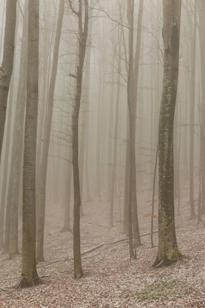 Huş ağacı ormanında güzel bir sonbahar manzarası, sisli ve buzlu.