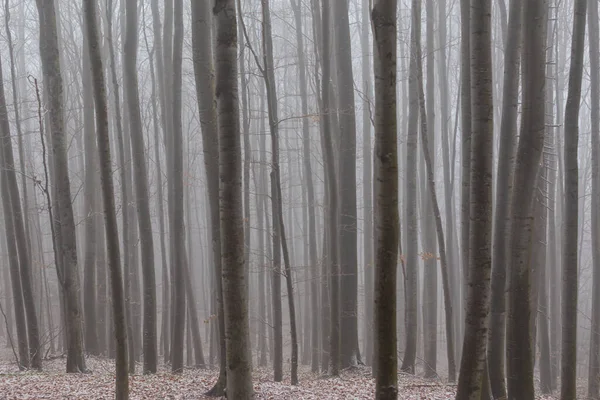 Huş ağacı ormanında güzel bir sonbahar manzarası, sisli ve buzlu.