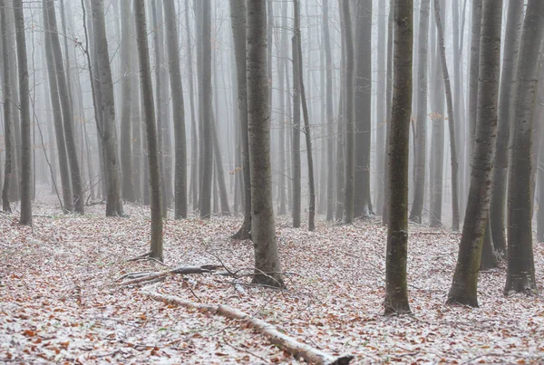Huş ağacı ormanında güzel bir sonbahar manzarası, sisli ve buzlu.