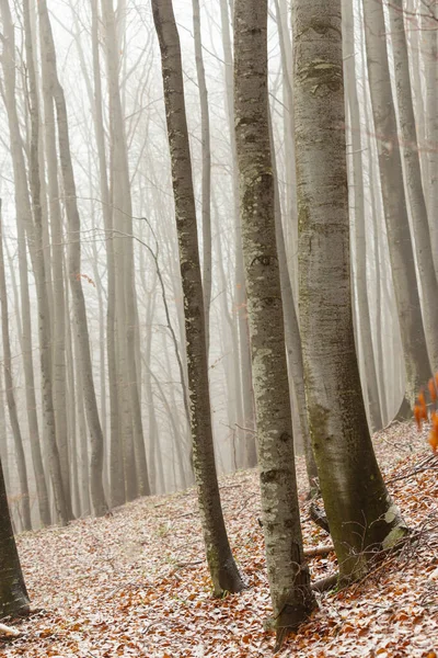 Huş ağacı ormanında güzel bir sonbahar manzarası, sisli ve buzlu.